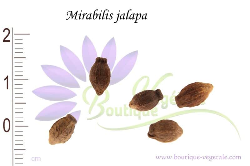 Graines de Mirabilis jalapa, Mirabilis jalapa seeds, Graines de belle-de-nuit