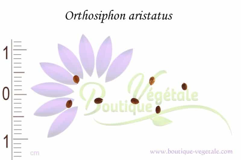Graines d'Orthosiphon aristatus, Orthosiphon aristatus seeds, Graines de Moutaches de chat