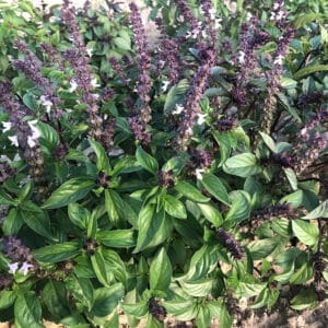 Graines de basilic cannelles, semences ocimum basilicum cinnamomum, basilic cannelle, cinnamomum basil seeds