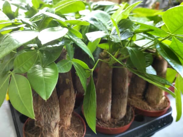 Plants de Pachira aquatica, Plants de Châtaignier de la Guyane