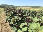 Perilla frutescens, Shiso, pérille aromatique, graines de Shiso, graines de pérille aromatique, graines de perilla frutescens, semences perilla