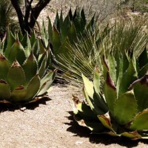 Graines d'Agave oteroi, Graines d'Agave titanota 'Green'