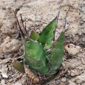 Graines d'Agave oteroi, Graines d'Agave titanota 'Green'
