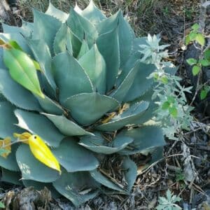 Graines d'Agave ovatifolia, graines d'Agave langue de baleine