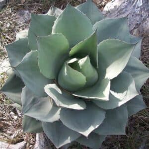 Graines d'Agave ovatifolia, graines d'Agave langue de baleine