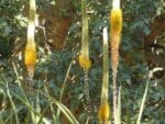 Graines d'Aloe spicata, graines d'Aloès du Gazaland
