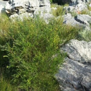 Graines d’Aspalathus linearis, graines de Rooibos
