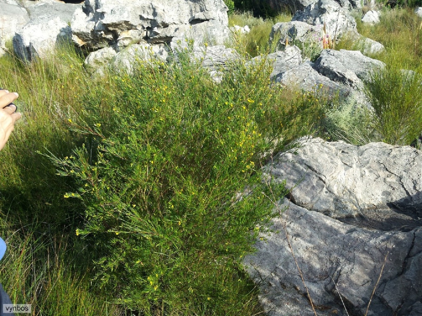 Graines et plants de Leptospermum scoparium - Manuka - Boutique Végétale