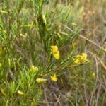 Graines d'Aspalathus linearis, graines de Rooibos