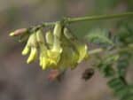 Graines d'Astragalus membraneceus, graines d'Astragale de Chine