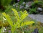 Graines d'Astragalus membraneceus, graines d'Astragale de Chine
