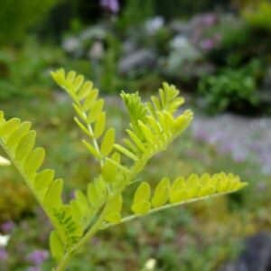 Graines d'Astragalus membraneceus, graines d'Astragale de Chine