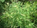 Graines d'Astragalus membraneceus, graines d'Astragale de Chine