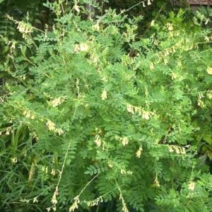 Graines d'Astragalus membraneceus, graines d'Astragale de Chine
