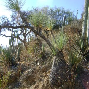 Graines de Beaucarnea gracilis, graines de Dasylirion gracile