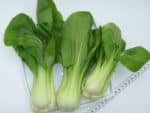 Graines de Brassica rapa subsp. chinensis, graines de Pak Choi