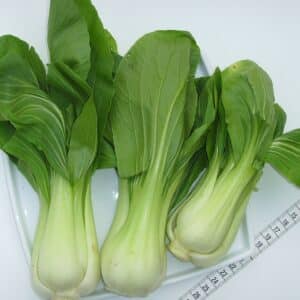 Graines de Brassica rapa subsp. chinensis, graines de Pak Choi