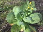 Graines de Brassica rapa chinensis, graines de Pak Choi en fleur