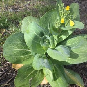 Graines de Brassica rapa chinensis, graines de Pak Choi en fleur