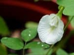 Graines de Clitoria ternatea 'Alba', graines de fleur de Pois savane blanc, graines de Clitorie de Ternate blanche