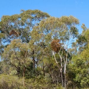 Graines d'Eucalyptus piperita, graines d'eucalyptus poivré