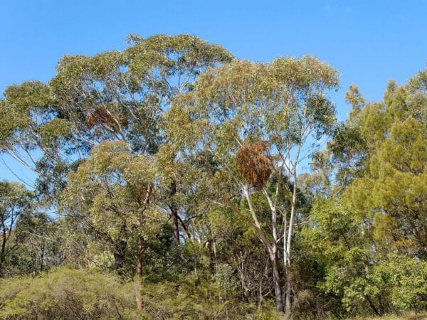 Graines d'Eucalyptus piperita, graines d'eucalyptus poivré