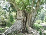 Graines de Ficus religiosa, graines de figuier des Pagodes