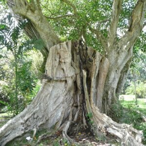 Graines de Ficus religiosa, graines de figuier des Pagodes