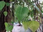 Graines de Ficus religiosa, graines de figuier des Pagodes