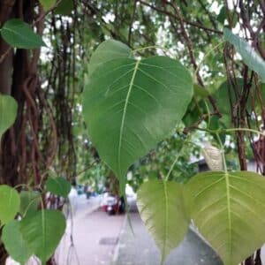 Graines de Ficus religiosa, graines de figuier des Pagodes