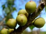 Graines de Ficus religiosa, graines de figuier des Pagodes