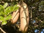 Graines de Kigelia africana, graines d'arbre à saucisses