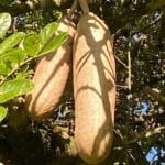 Graines de Kigelia africana, graines d'arbre à saucisses