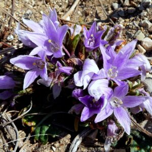 Graines de Mandragora autumnalis, graines de Mandragore d'automne