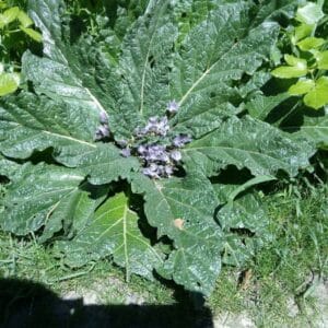 graines de Mandragora autumnalis, graines de Mandragore d'automne