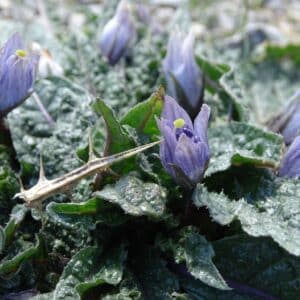 Graines de Mandragora officinalis, graines de mandragore officinale