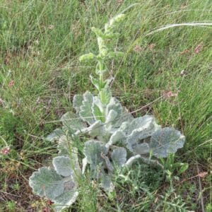 Graines de Salvia argentea, Graines de sauge argentée