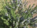 Graines de Salvia rosmarinus, graines de romarin officinal