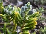 Graines de Salvia rosmarinus, graines de romarin officinal