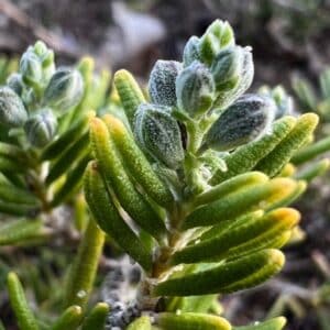 Graines de Salvia rosmarinus, graines de romarin officinal
