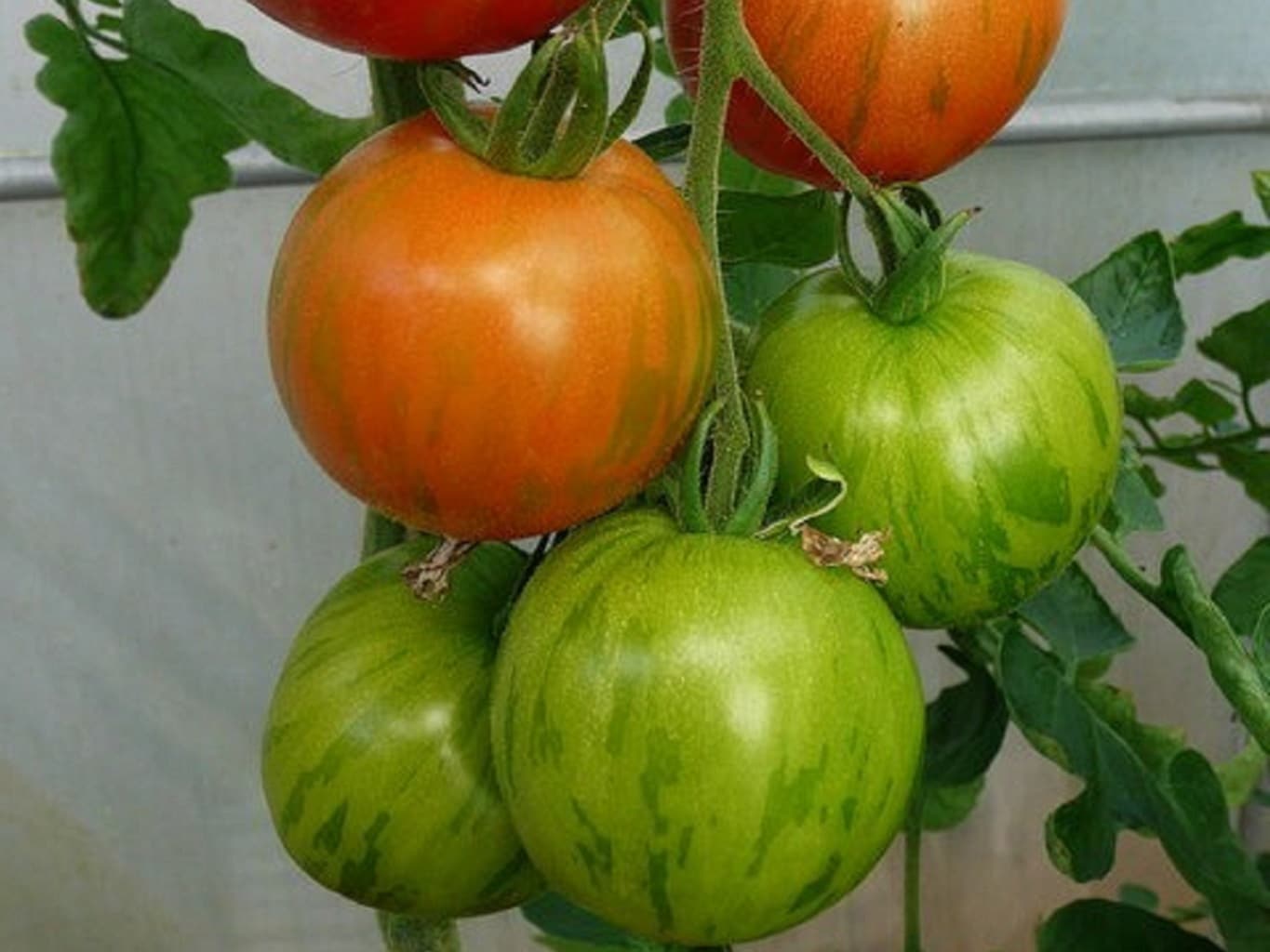Graine de Tomate Tigerella - Solanum lycopersicum - Boutique Végétale