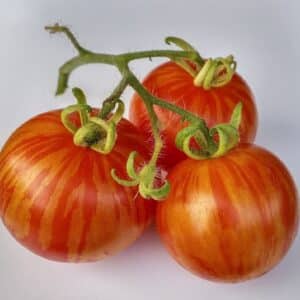 Graines de Tomate Tigerella, Graines de Solanum lycopersicum, Mr Stripey, Tomate tigre