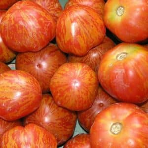 Graines de Tomate Tigerella, Graines de Solanum lycopersicum, Mr Stripey, Tomate tigre