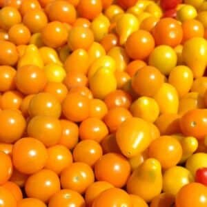 Graines de Tomate poire jaune, Graines de Solanum lycopersicum