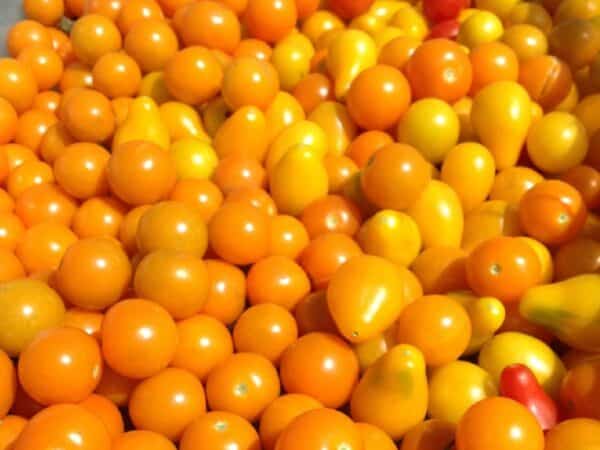 Graines de Tomate poire jaune, Graines de Solanum lycopersicum