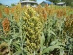 Graines de Sorghum bicolor, Graines de Sorgho 'Rox Orange'