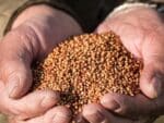 Graines de Sorghum bicolor, Graines de Sorgho 'Rox Orange'