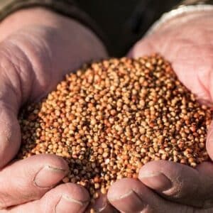 Graines de Sorghum bicolor, Graines de Sorgho 'Rox Orange'