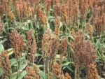 Graines de Sorghum bicolor, Graines de Sorgho 'Rox Orange'
