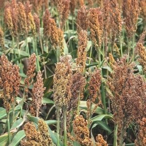 Graines de Sorghum bicolor, Graines de Sorgho 'Rox Orange'